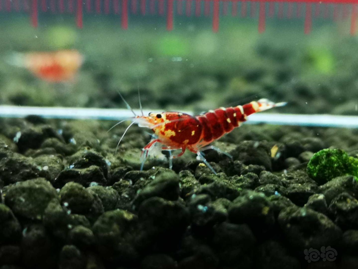 【虾】2021-01-27 # RMB 拍卖玫瑰金幼虾-图1