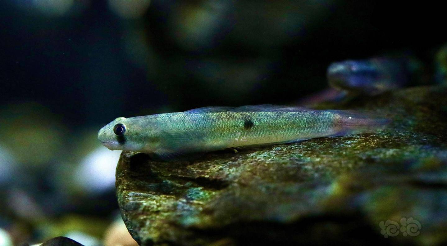 秀美天使秃头鲨