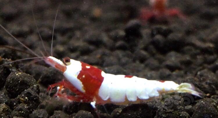 【虾】2021-01-02#RMB拍卖红白水晶虾一对-图1