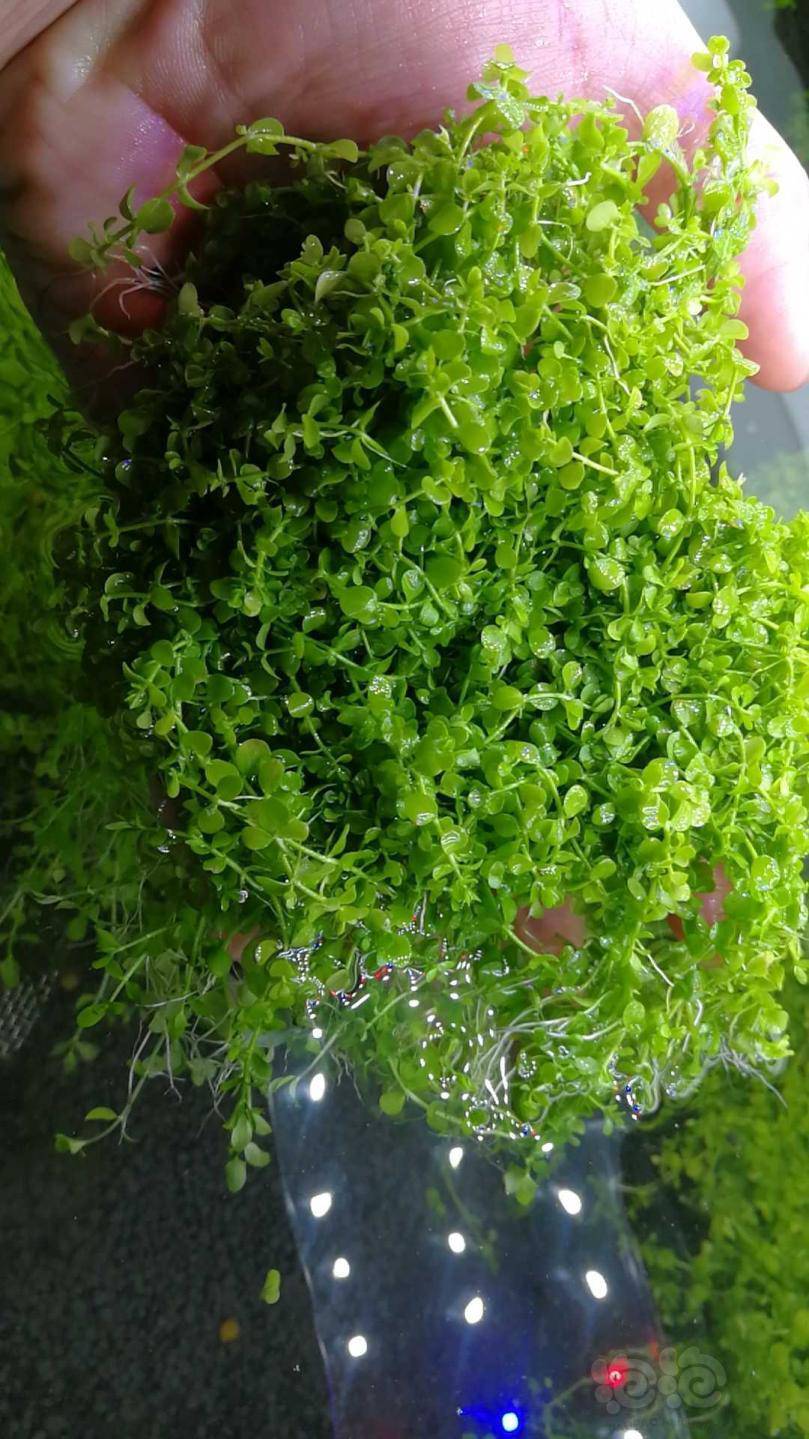 出售日本高珍珠趴地矮珍珠