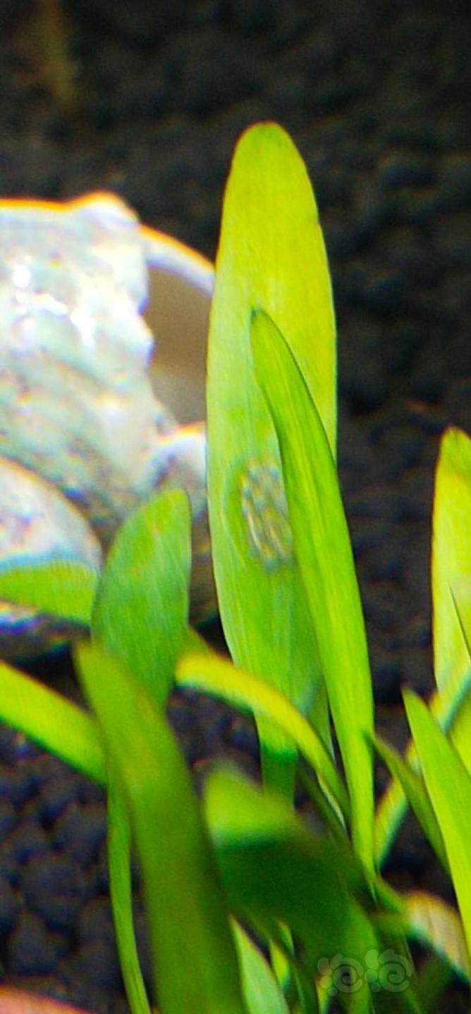 红绿灯鱼繁殖鱼卵图片图片