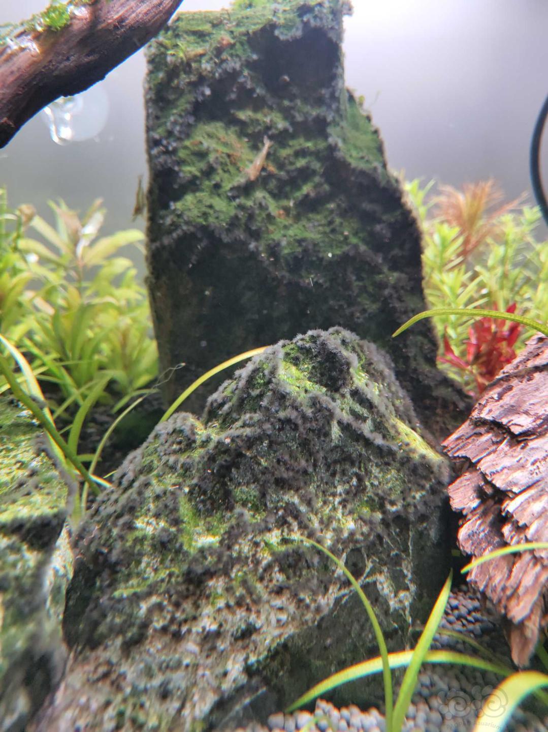 求教，石头上的这些是什么藻？-图1