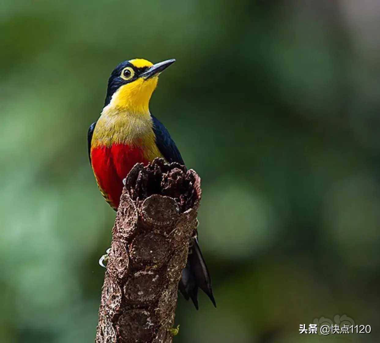 动物世界黄额啄木鸟
