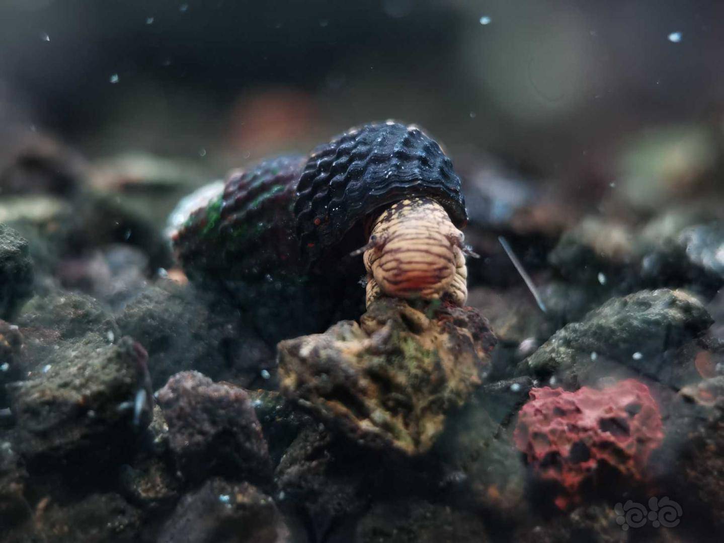 新补迷你虎纹兔螺