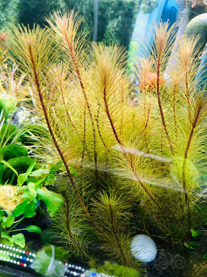 无藻无螺 江苏发货以上水草128包邮顺丰爬地珍珠10x10一份小红梅20颗