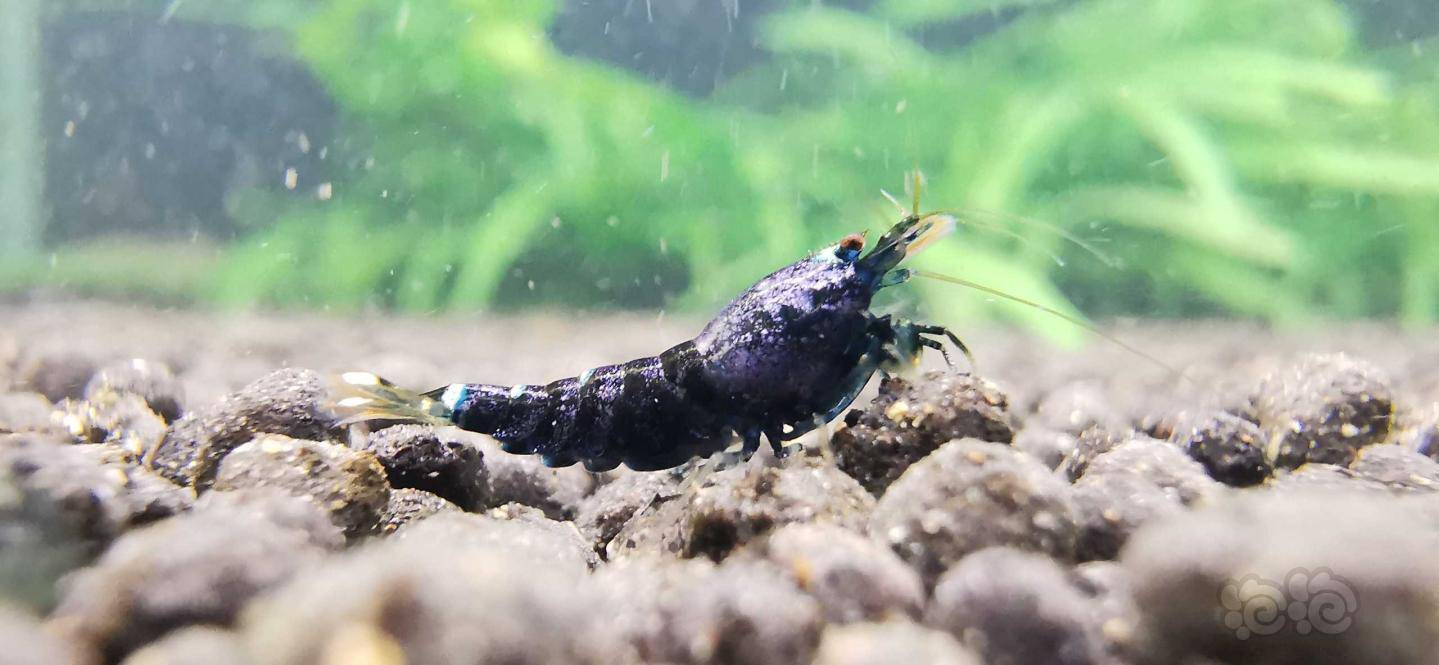 2021120rmb拍卖金属紫小虾5只