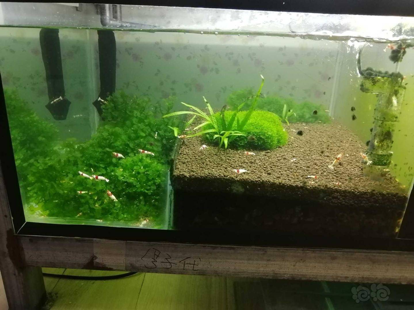 晒一下个性虾缸.