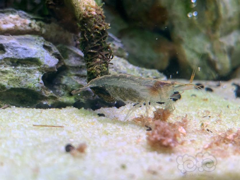 黑壳虾繁殖周期图片