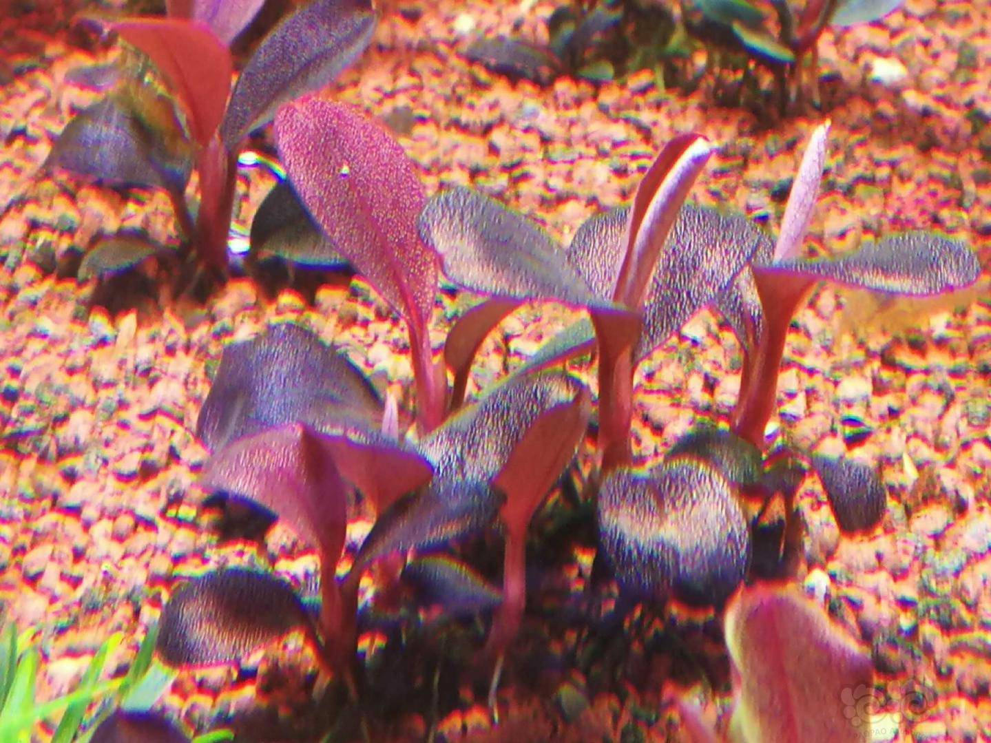 黑毛藻克星35天疗程终于结束了