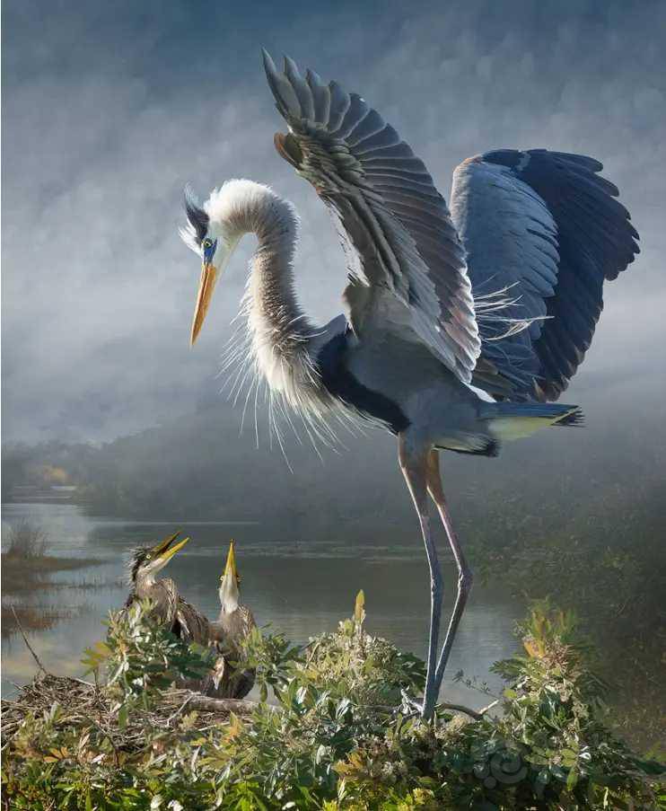 美国国家地理杂志的摄影图片展示