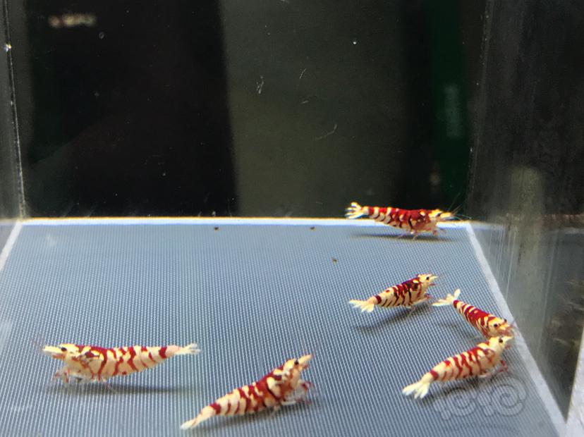 【虾】2021-01-14#RMB拍卖太极红花虎5公-图1