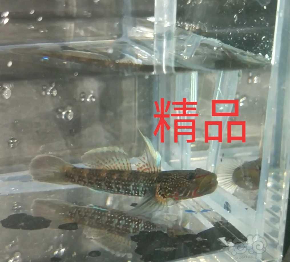 【热带鱼】虾虎多个品种-图4
