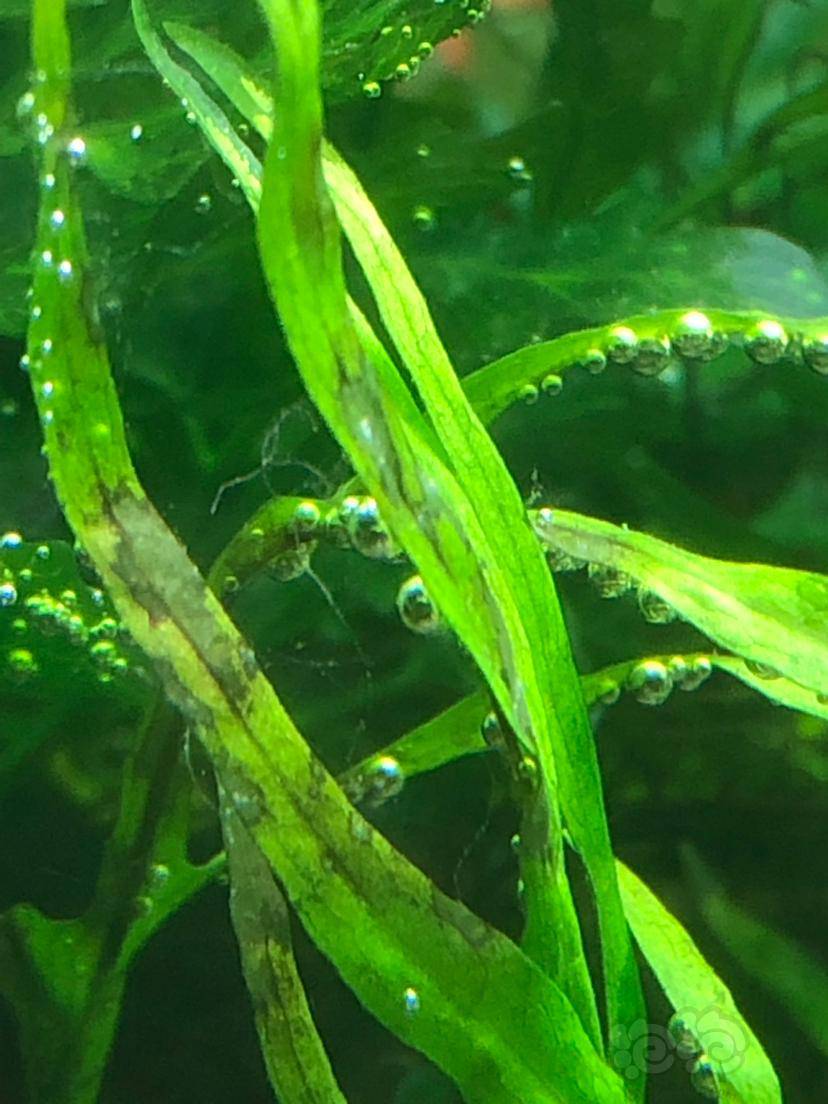 请问这是棉藻吗