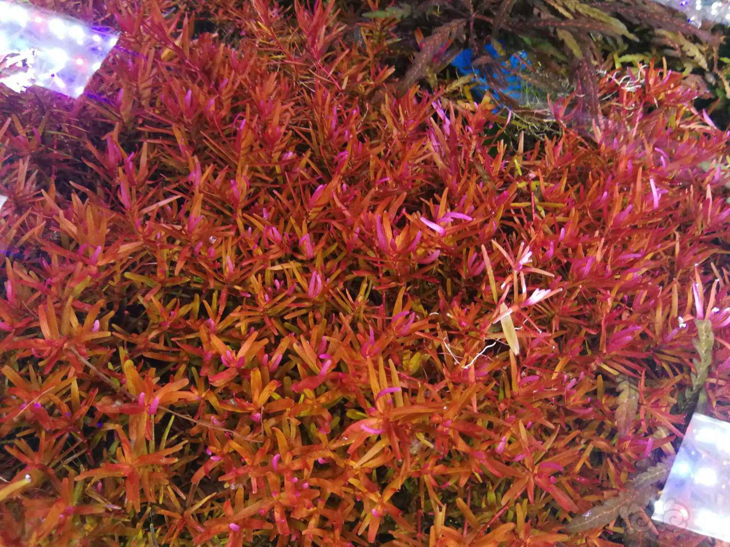 水草套餐水草510份88元一份包邮