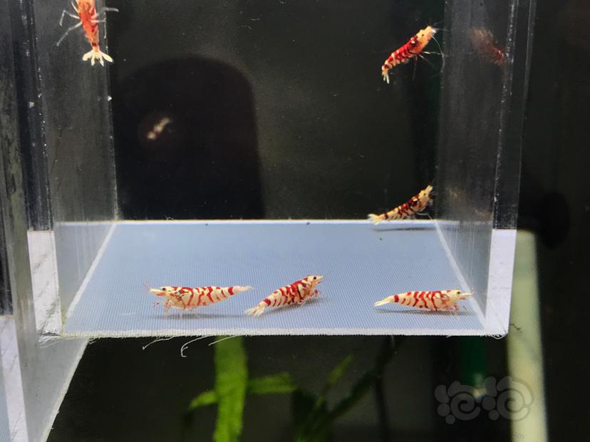 【虾】2021-01-14#RMB拍卖太极红花虎5公-图2