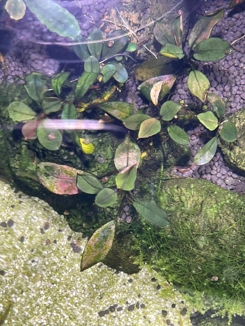 求助辣椒榕叶子上面长藻了请问这些是什么藻怎么处理