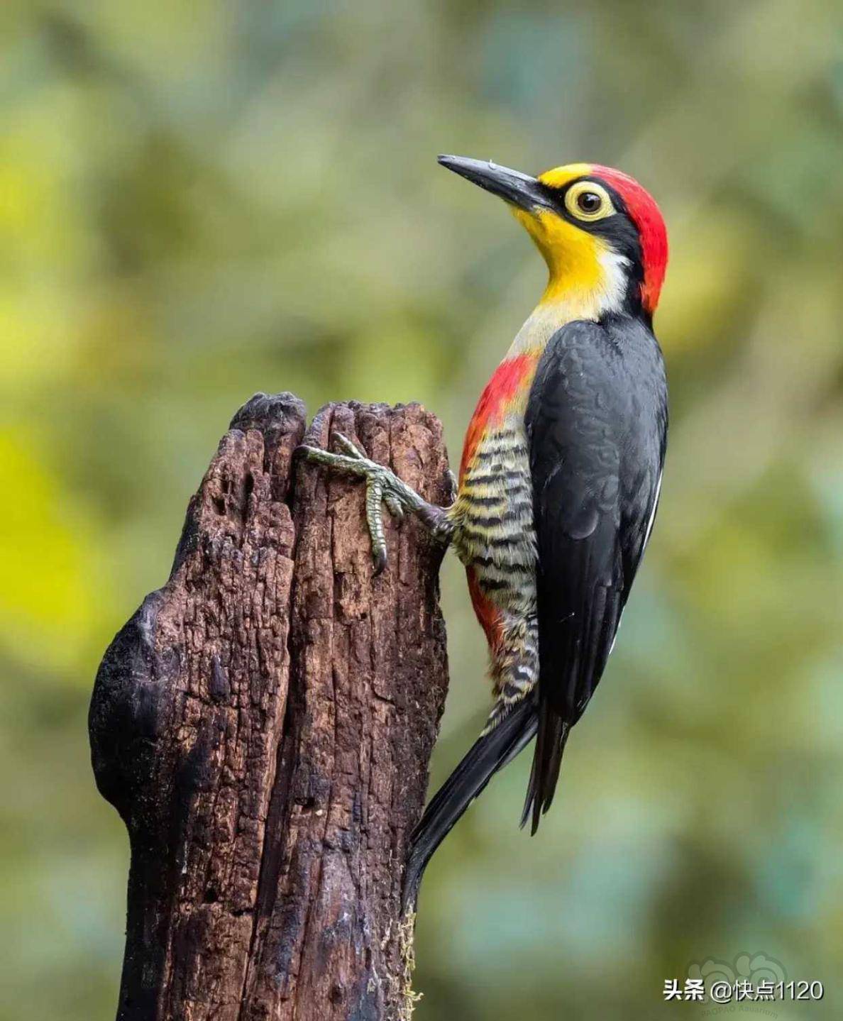 动物世界黄额啄木鸟