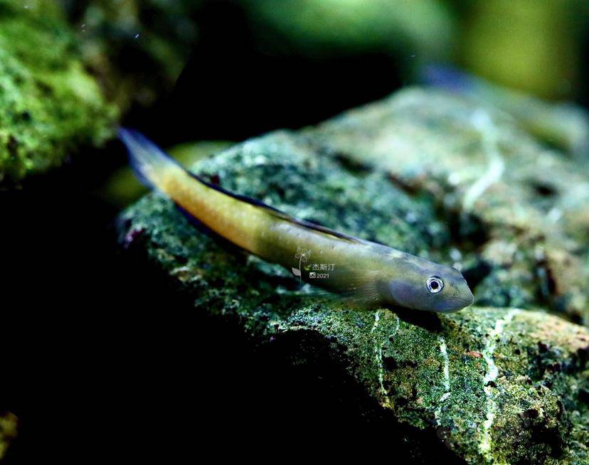 菲律宾宿务黄瓜虾虎