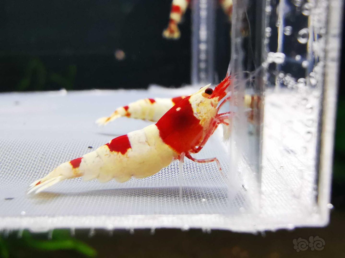 【虾】2021-01-21RMB拍卖#红白水晶虾一份3只-图8