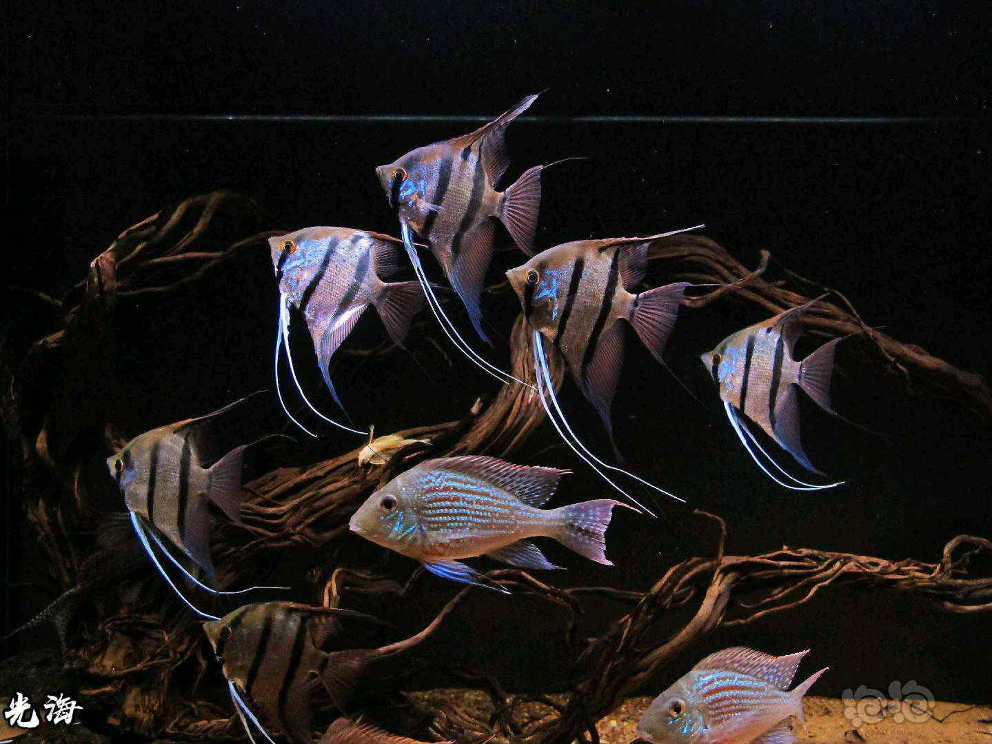 养了个把月的魔门斯卡