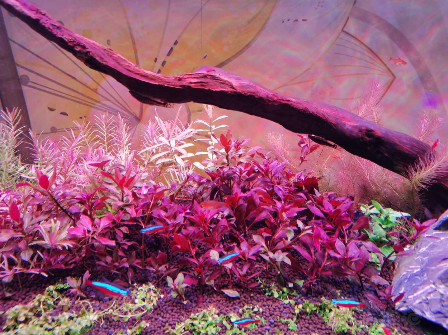 新手水草，紫红丁香-图1