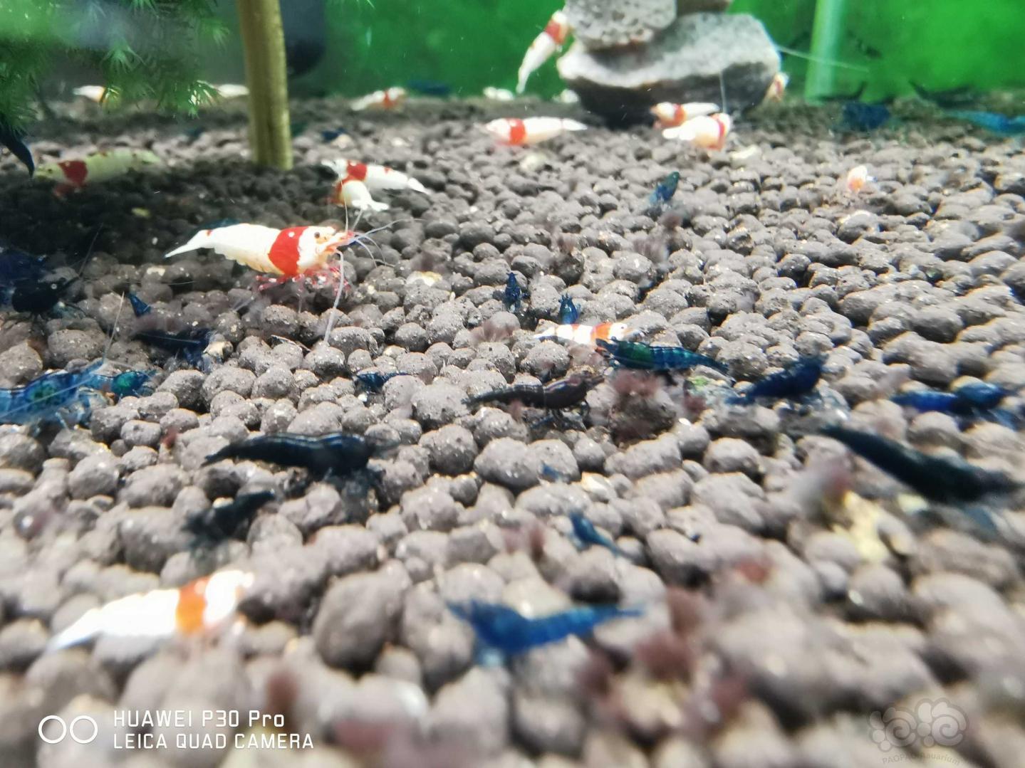 蓝宝石虾下一代颜色变深咖色，是退化了还是变异了？-图2
