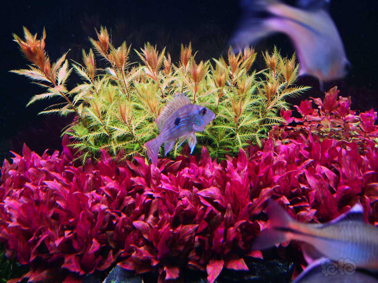 出夕烧红雨伞豹纹血心兰