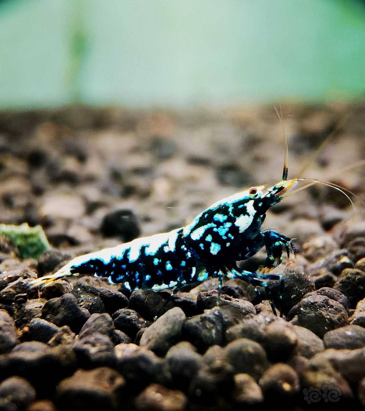 2021125rmb拍卖黑银河星钻水晶虾繁殖组一份3只