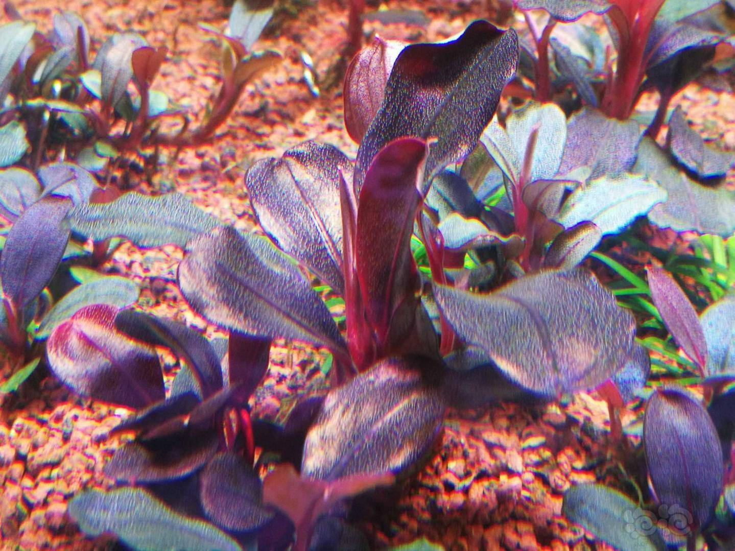 黑毛藻克星35天疗程终于结束了