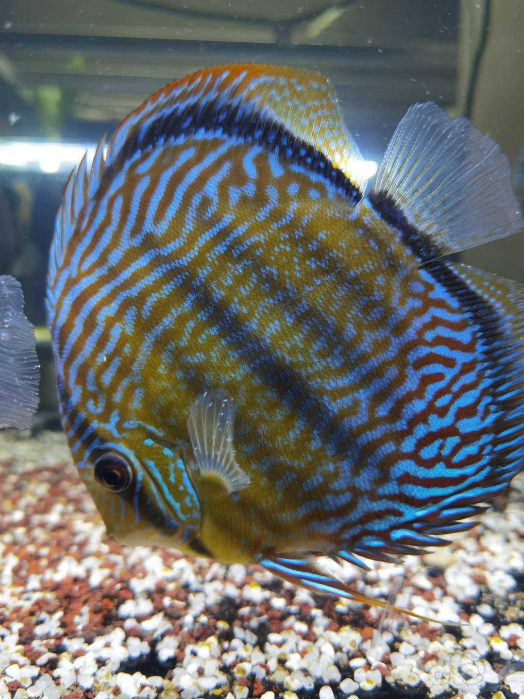 其它野生七彩神仙鱼