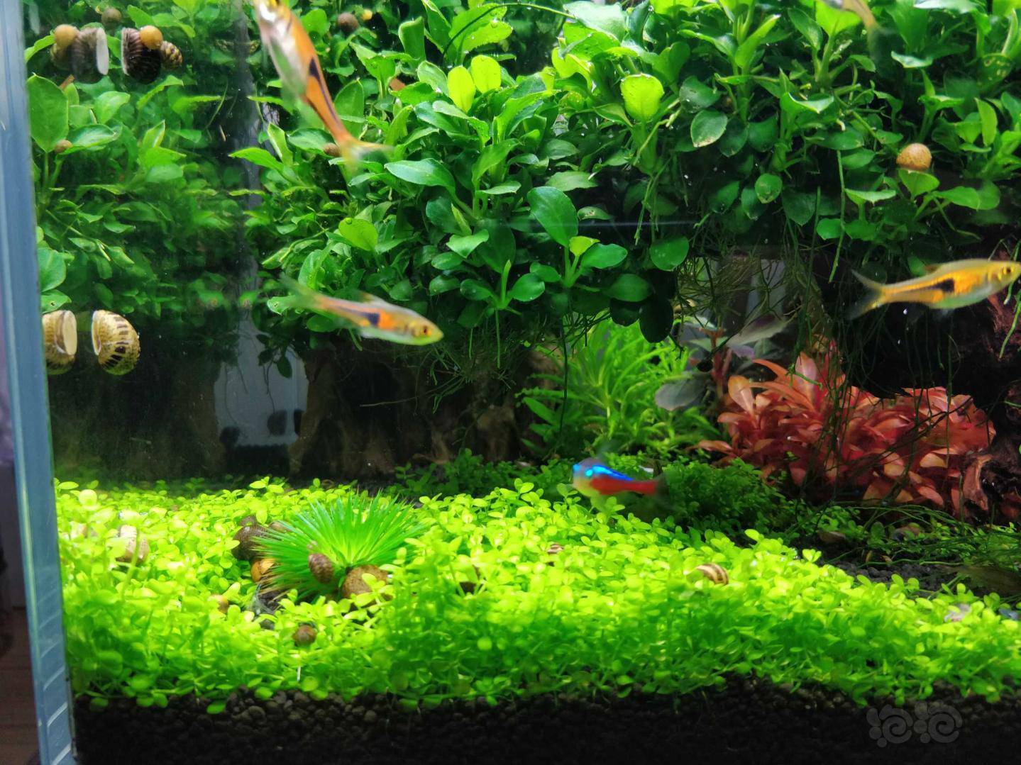 水草造景和种植 珊瑚莫斯开缸,直接堆起来!