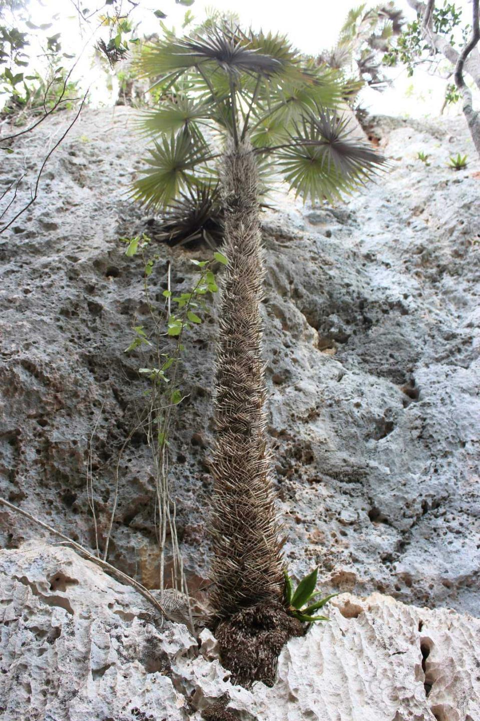 【交流】Coccothrinax salvatoris棕榈-图6
