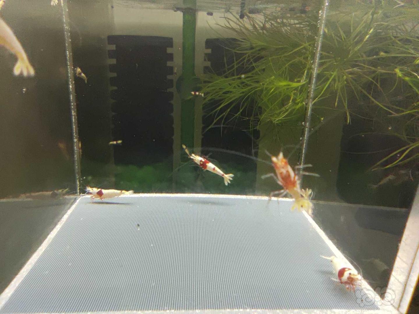 【虾】2021-01-22# RMB拍卖红白水晶虾5只-图5