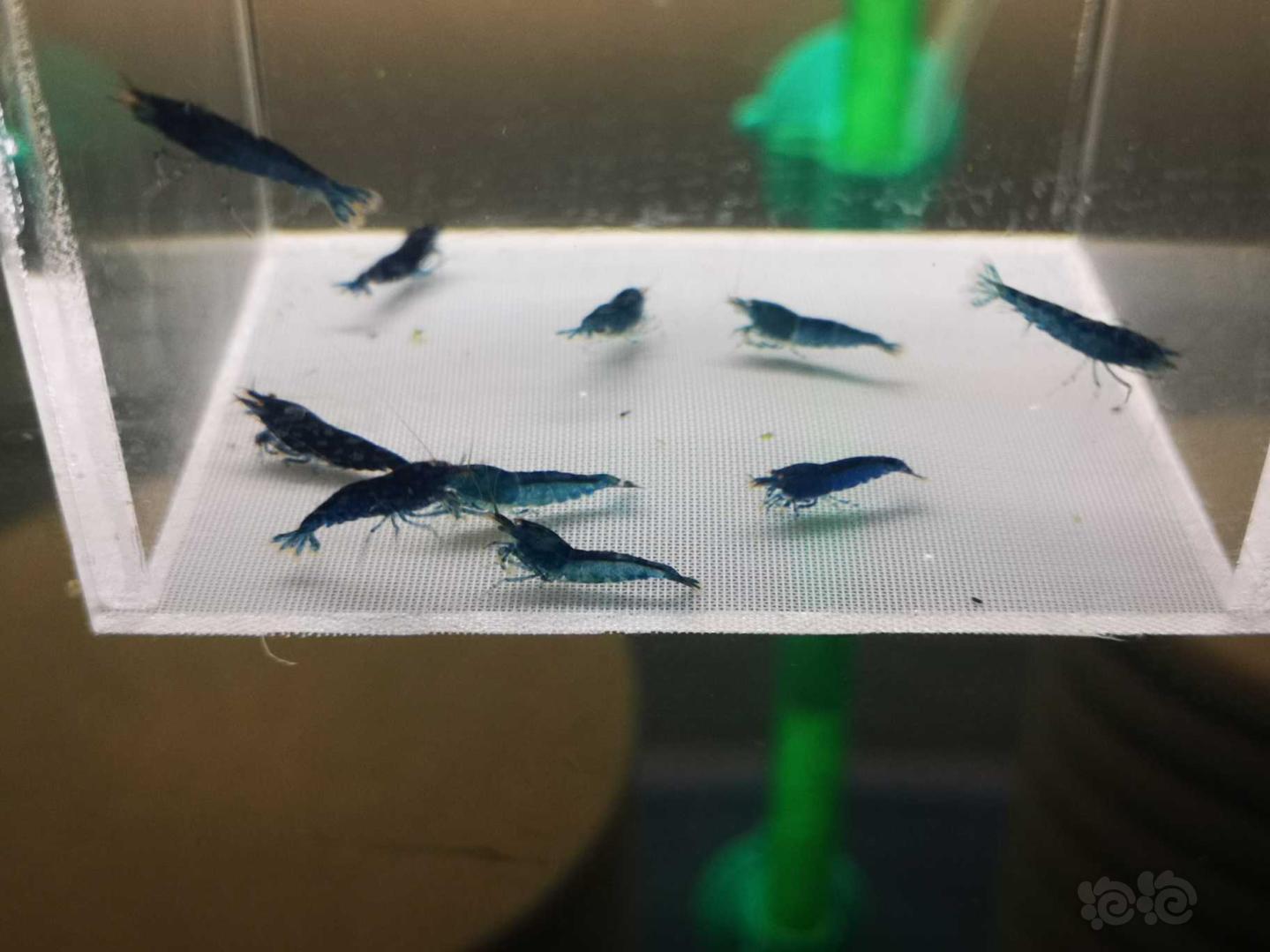 【虾】2021-01-22# RMB拍卖金眼蓝黑钻-图6
