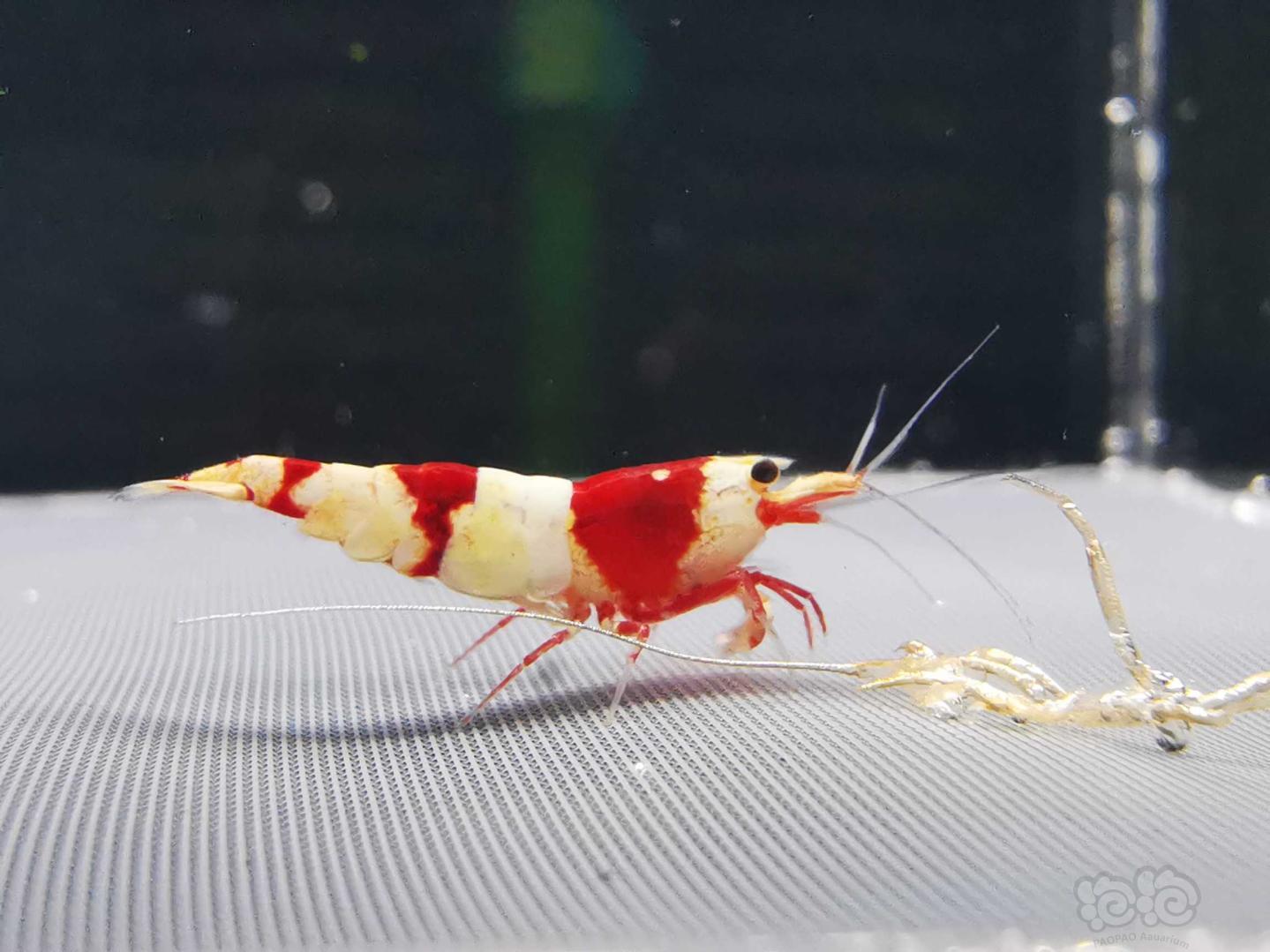 【虾】2021-01-19#RMB拍卖红白水晶虾3只-图4