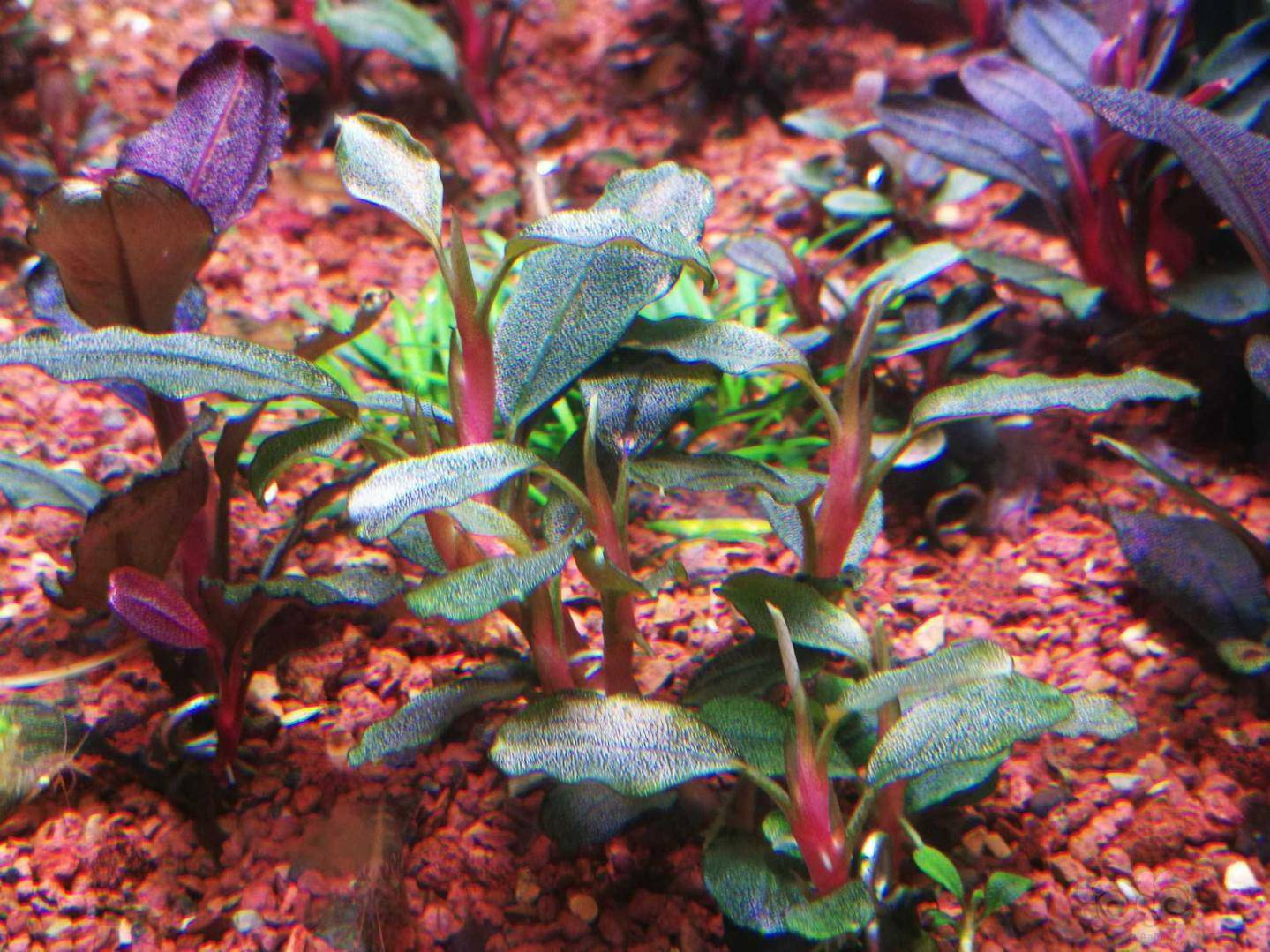 黑毛藻克星35天疗程终于结束了