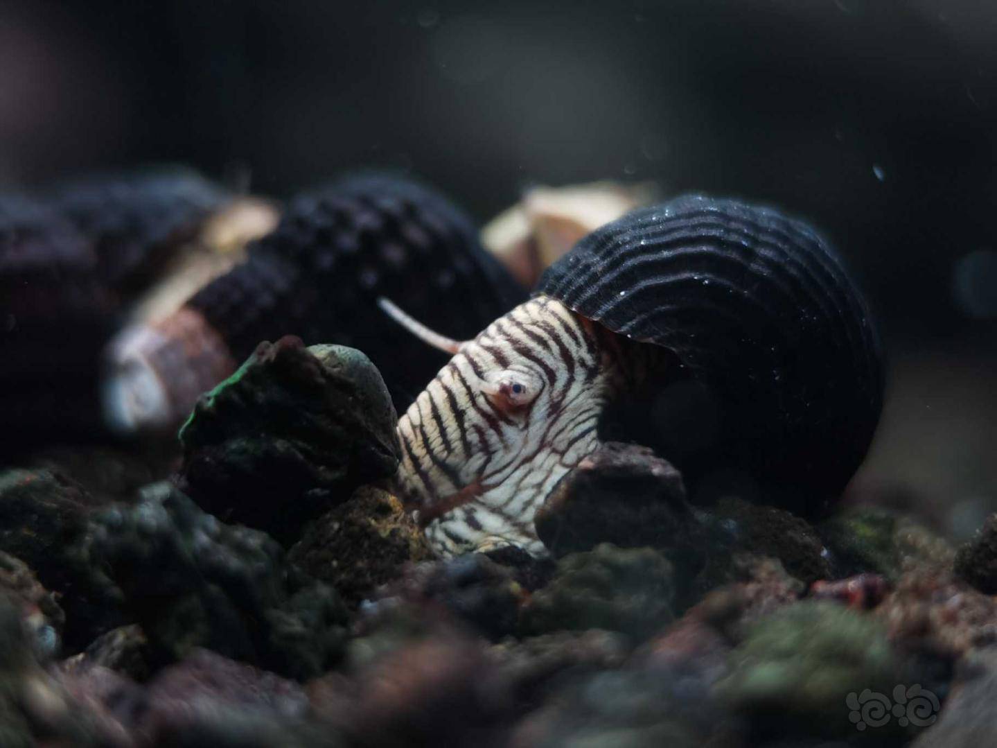 新补迷你虎纹兔螺