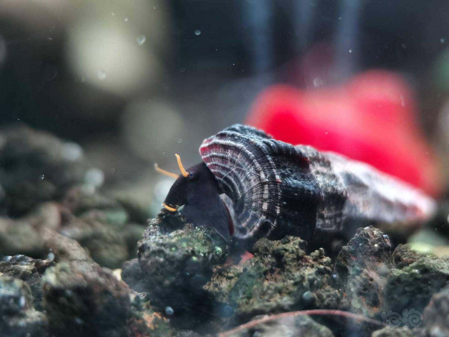 新补迷你虎纹兔螺