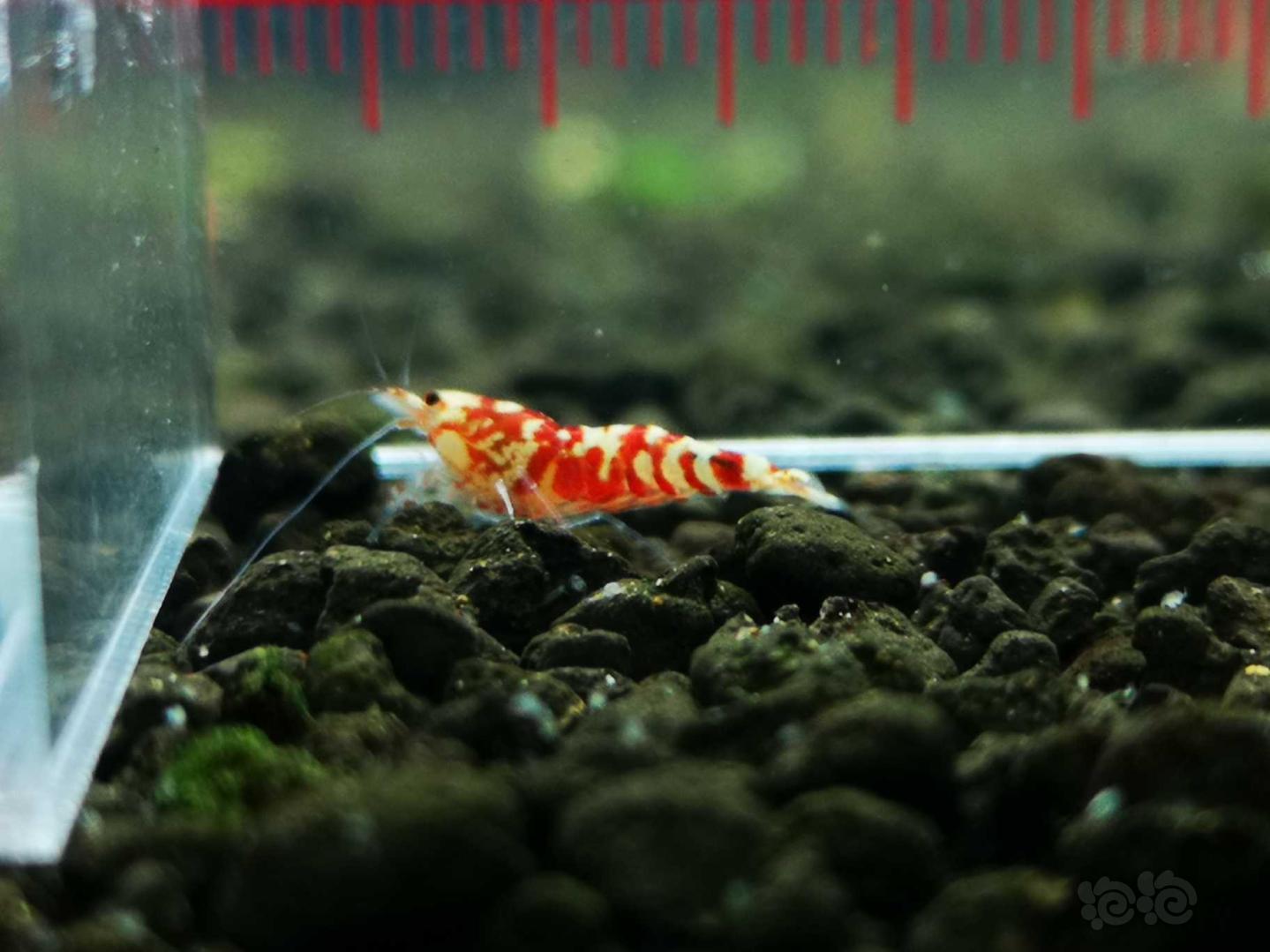 【虾】2021-01-27 # RMB 拍卖玫瑰金幼虾-图10