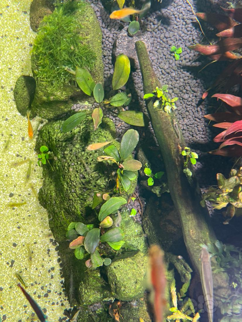 辣椒榕卷叶，长藻-图3