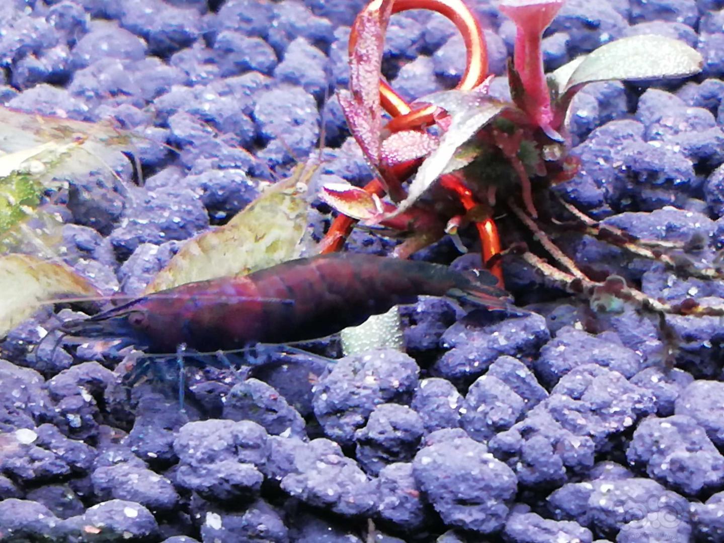 一只不正经的黑壳虾-图2
