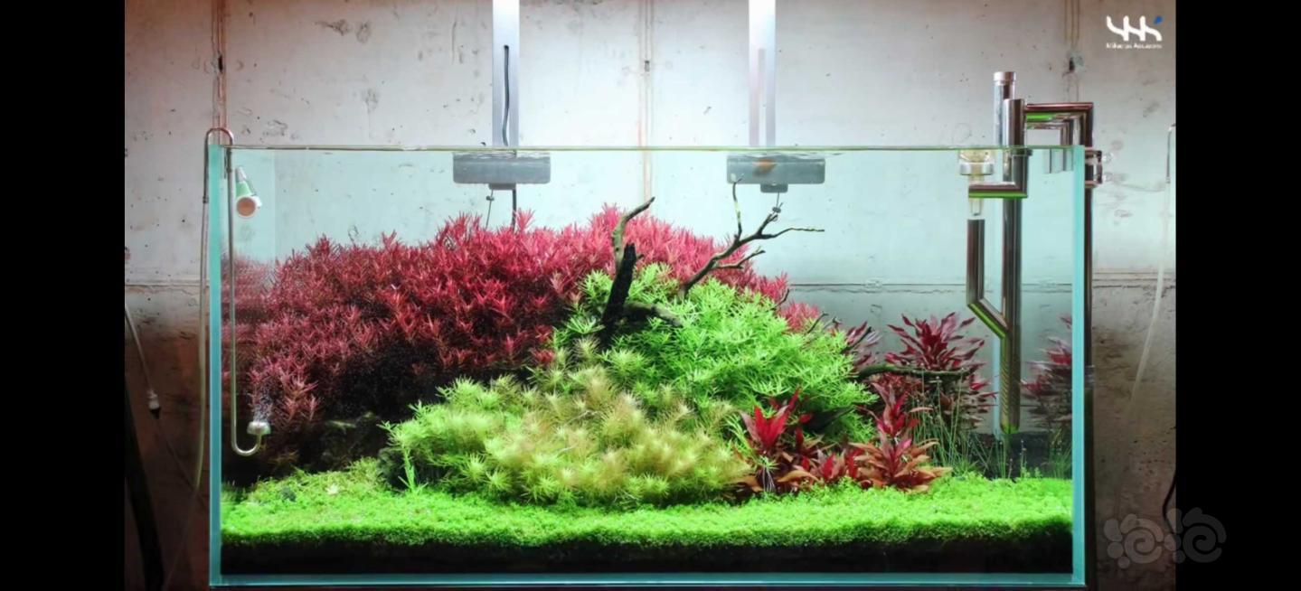 带你们走进韩国天安的aqua parden水族店(一)-图9