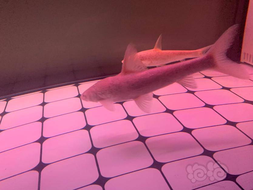 白色的,红眼,细长,像鲨鱼,请求教教我.