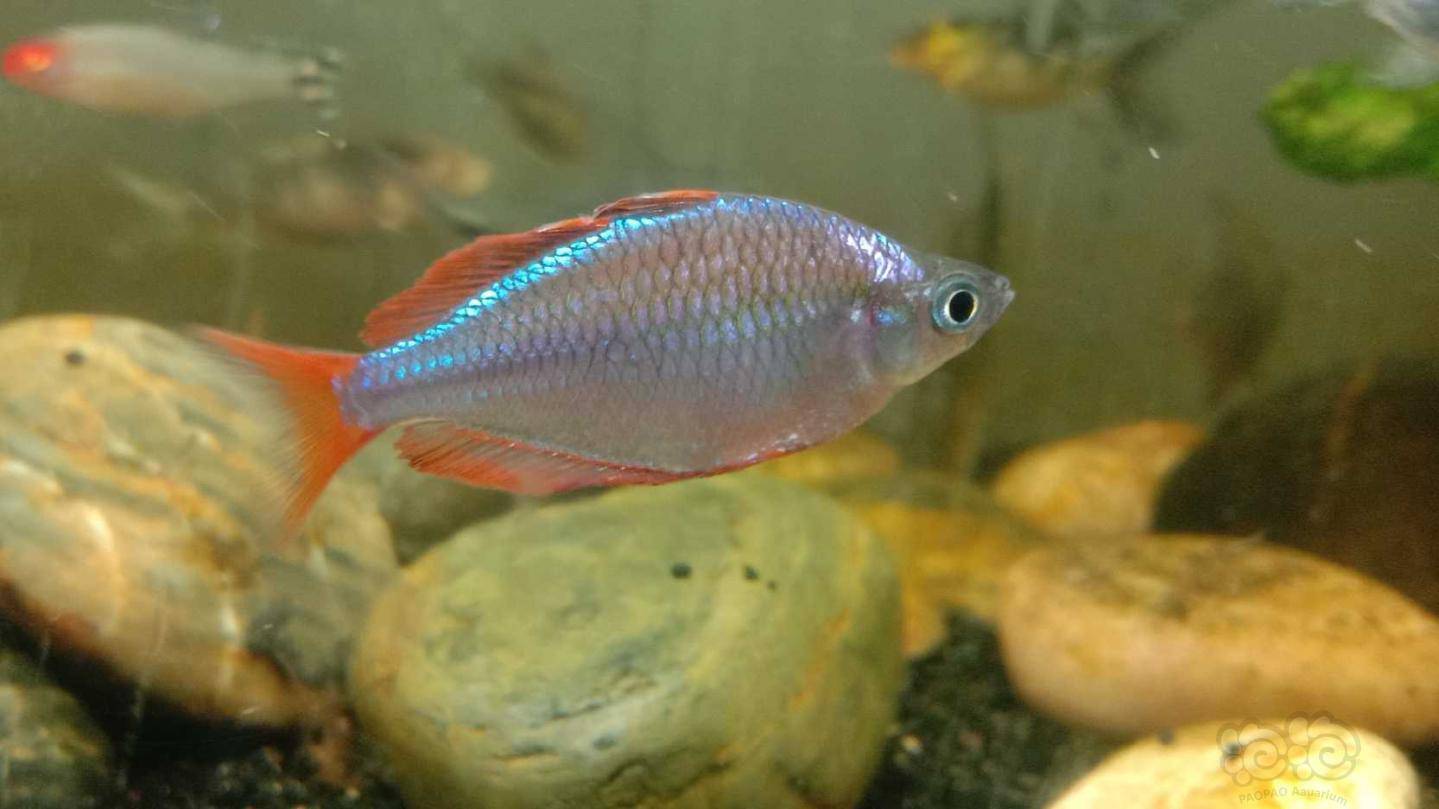 【灯科鱼】美丽的电光美人