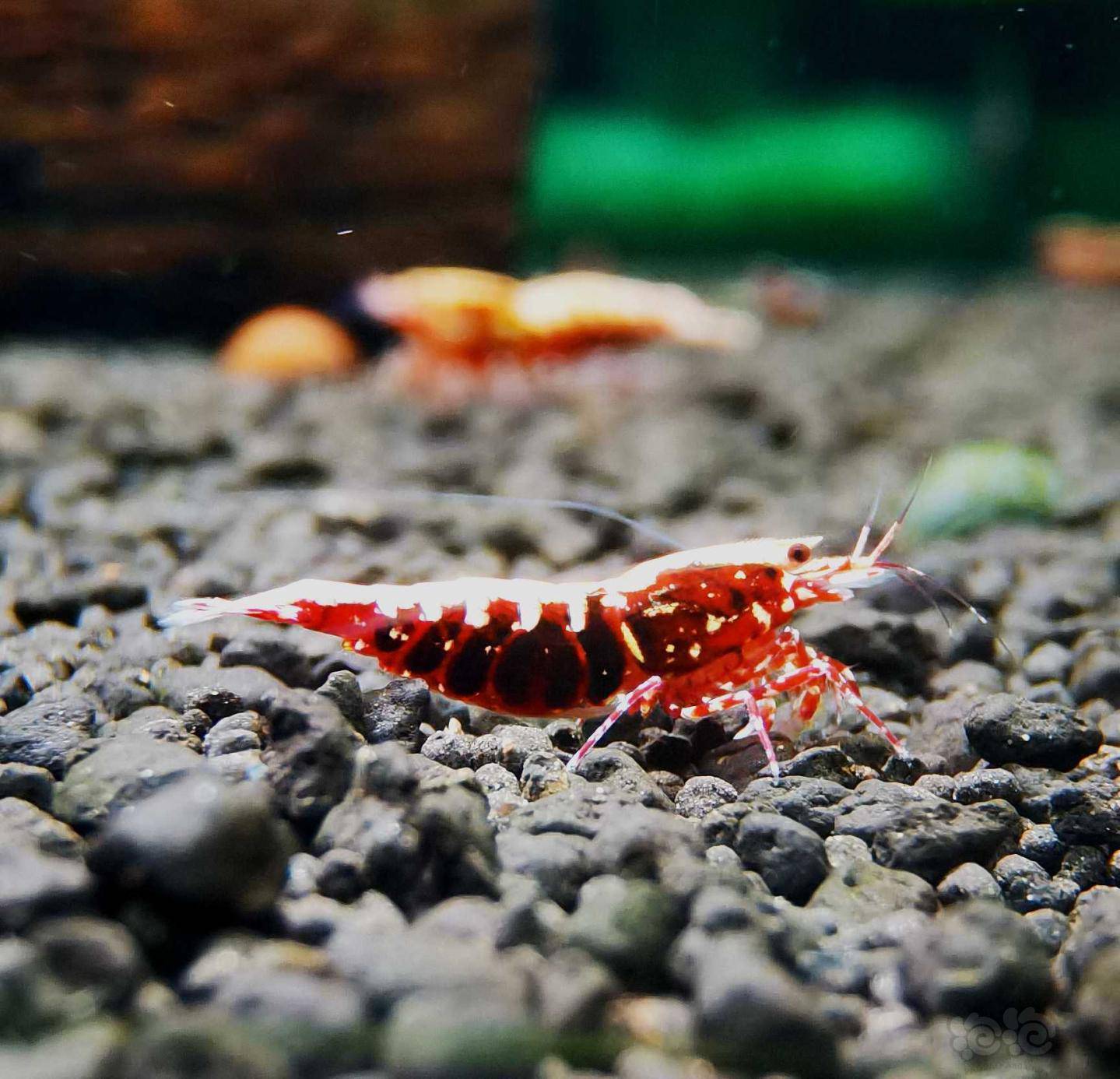 2021125rmb拍卖深色系红银河水晶虾繁殖组一份3只