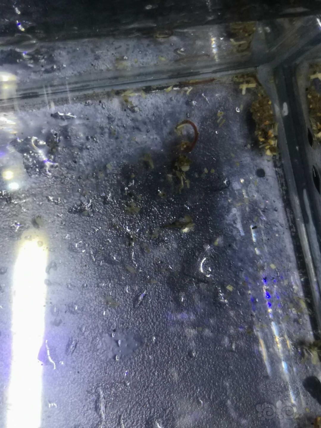 缸里突然发现多了好多类似红虫的小虫子，对虾有没有危害-图2