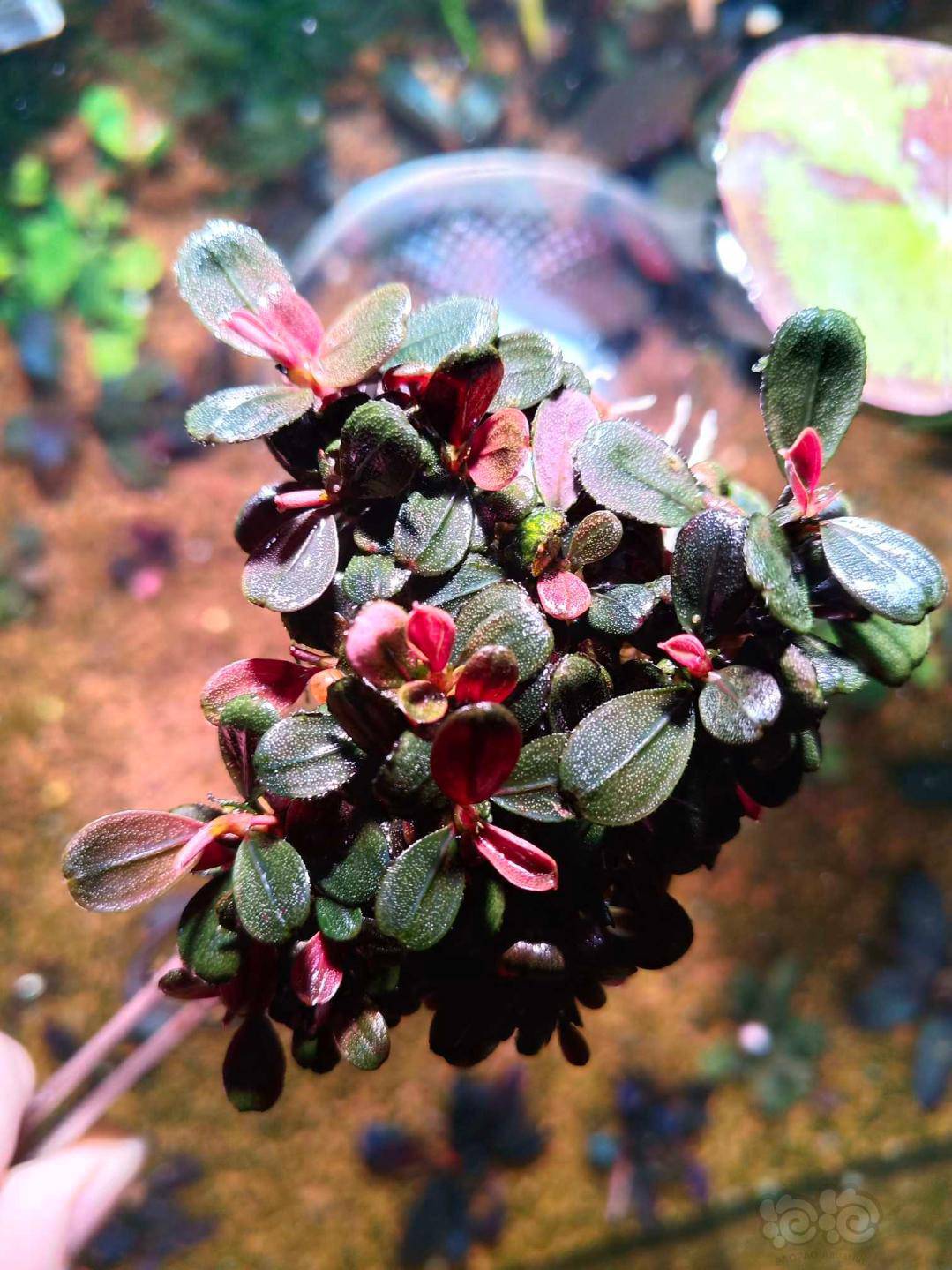 出丛13玉辣椒榕