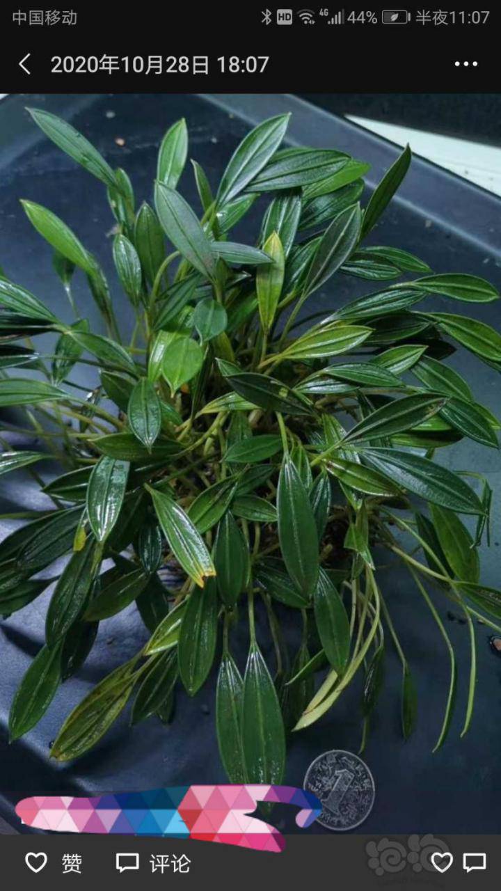 剑齿虎岩椒兰榕系列