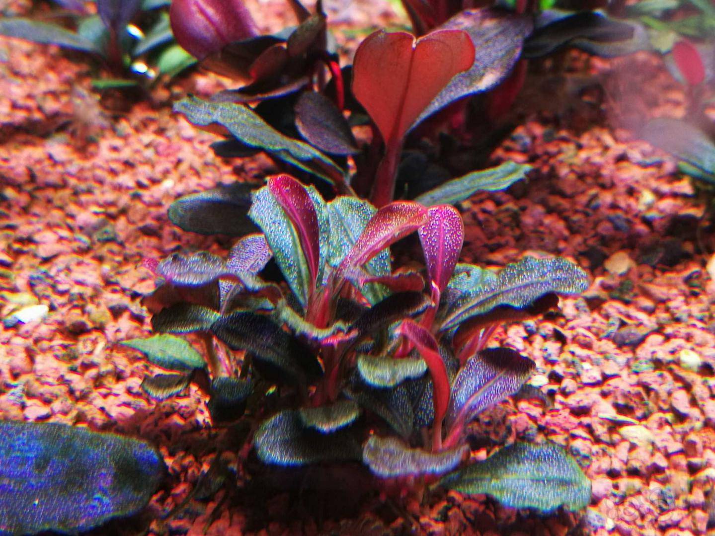 黑毛藻克星35天疗程终于结束了