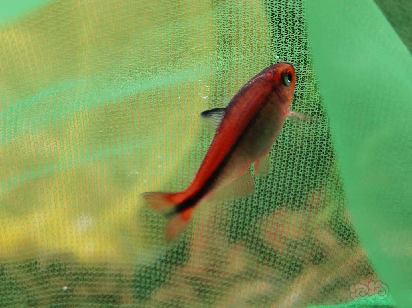 其它红火蚁魔鬼灯鱼